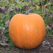 Locally Grown Medium Jack O Lantern Pumpkins – $6.00 Each