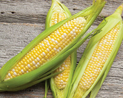 Bi-Weekly Sweet Corn Subscription