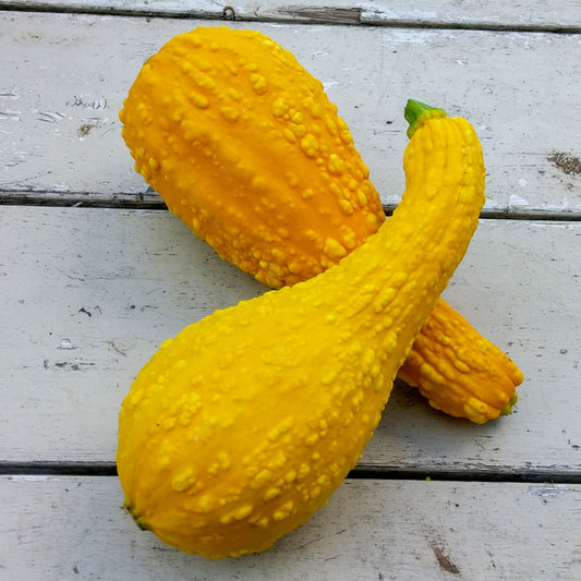 Farm Fresh Squash