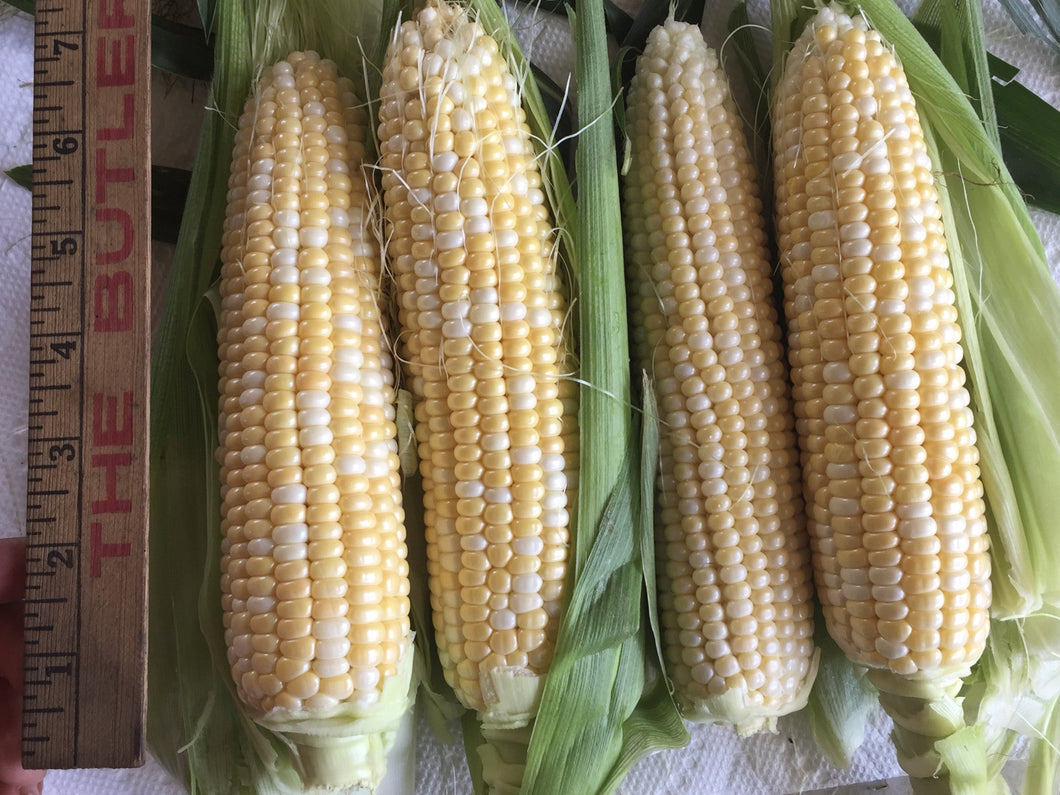 2025 Extra Sweet Corn